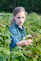 Raspberry Picking 2012